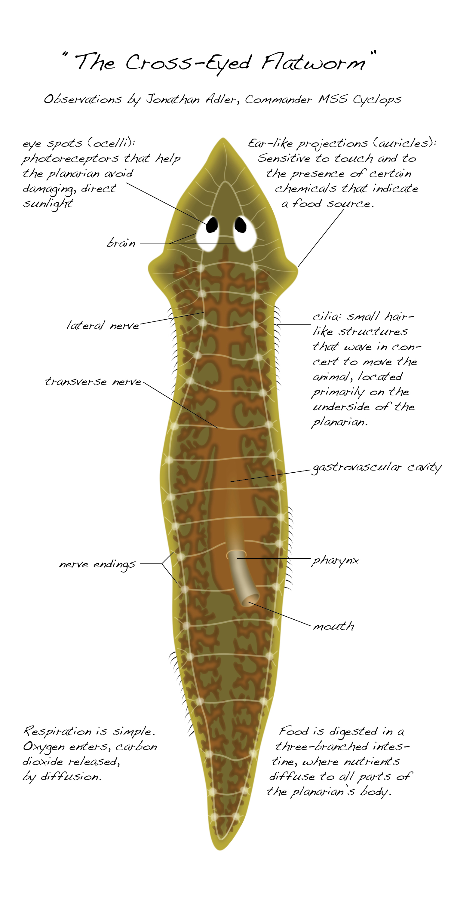 Flatworm Physiology
