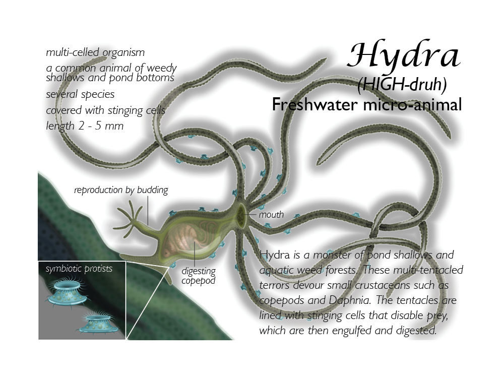 Hydra Fact-Sheet